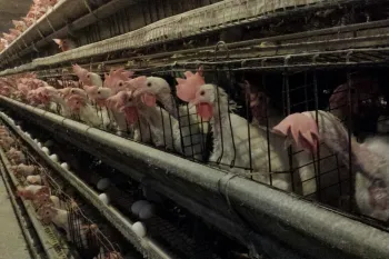 Approximately 45,000 hens are crammed into wire battery cages in each of the Hillandale barns where Humane World for Animals investigator worked.